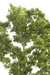 Chestnut oak